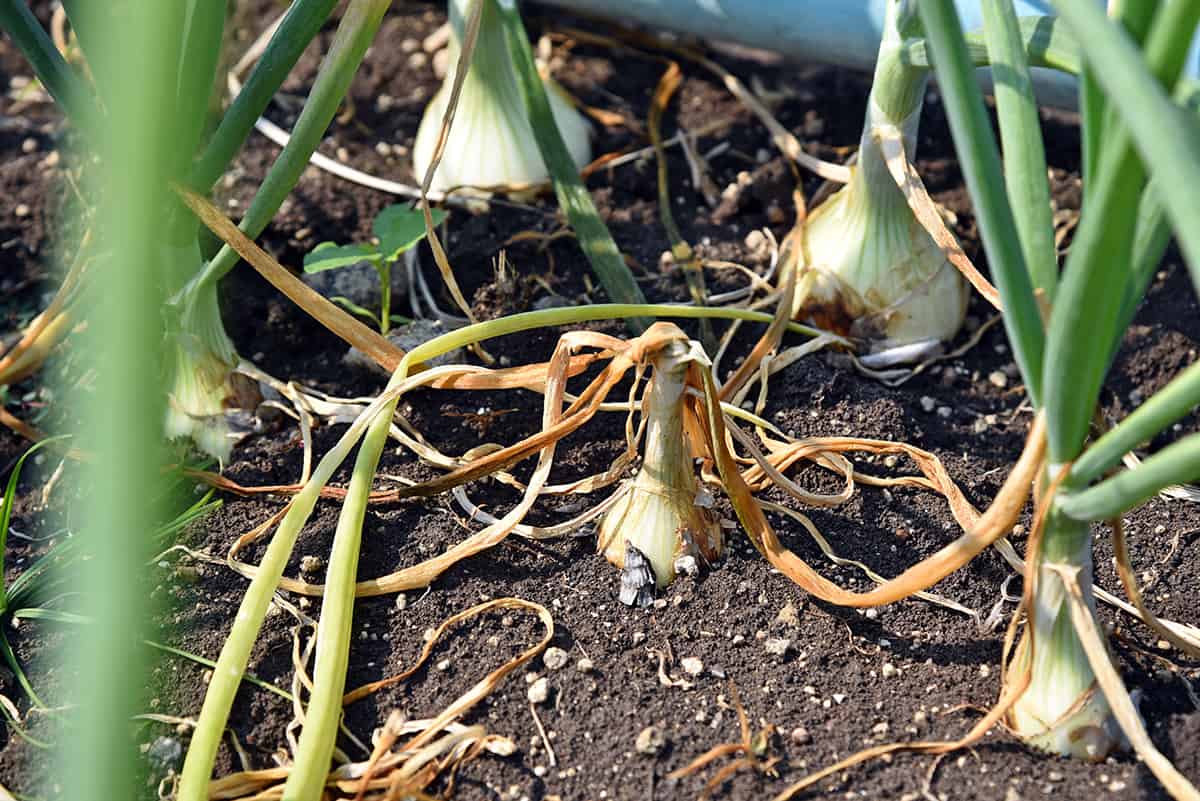 Safeguarding Your Onion Crop: A Guide to Pesticide-Free Pest Control in Kenya