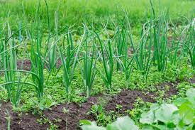 Maximizing Onion Farming Yields: The Crucial Role of Weed Management in Kenya with Onion Doctor