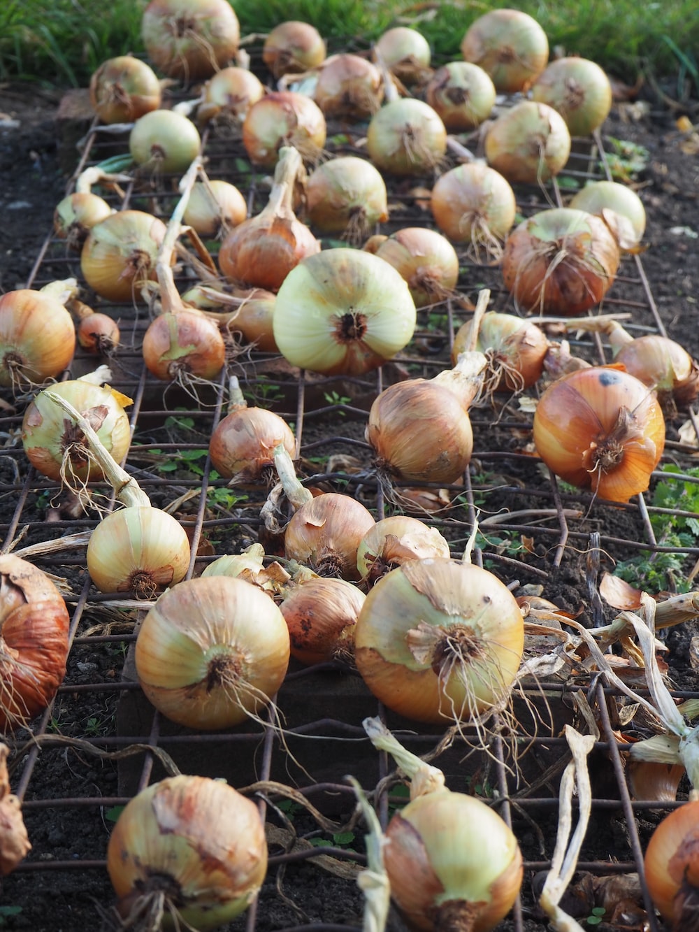 Optimizing Onion Farming in Kenya: A Comprehensive Guide to Harvesting, Curing, and Preservation with Onion Doctor