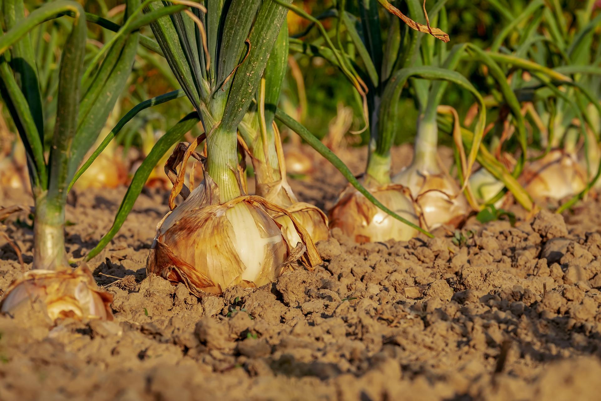 Mastering Onion Farming in Kenya with Onion Doctor: A Complete Guide