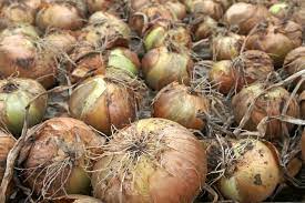 Onion Farming in Kenya: Your Comprehensive Guide