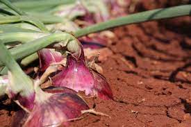 Mastering Onion Transplant Production: A Comprehensive Guide for Kenyan Farmers”