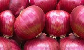 Onion Farming Training in Kenya