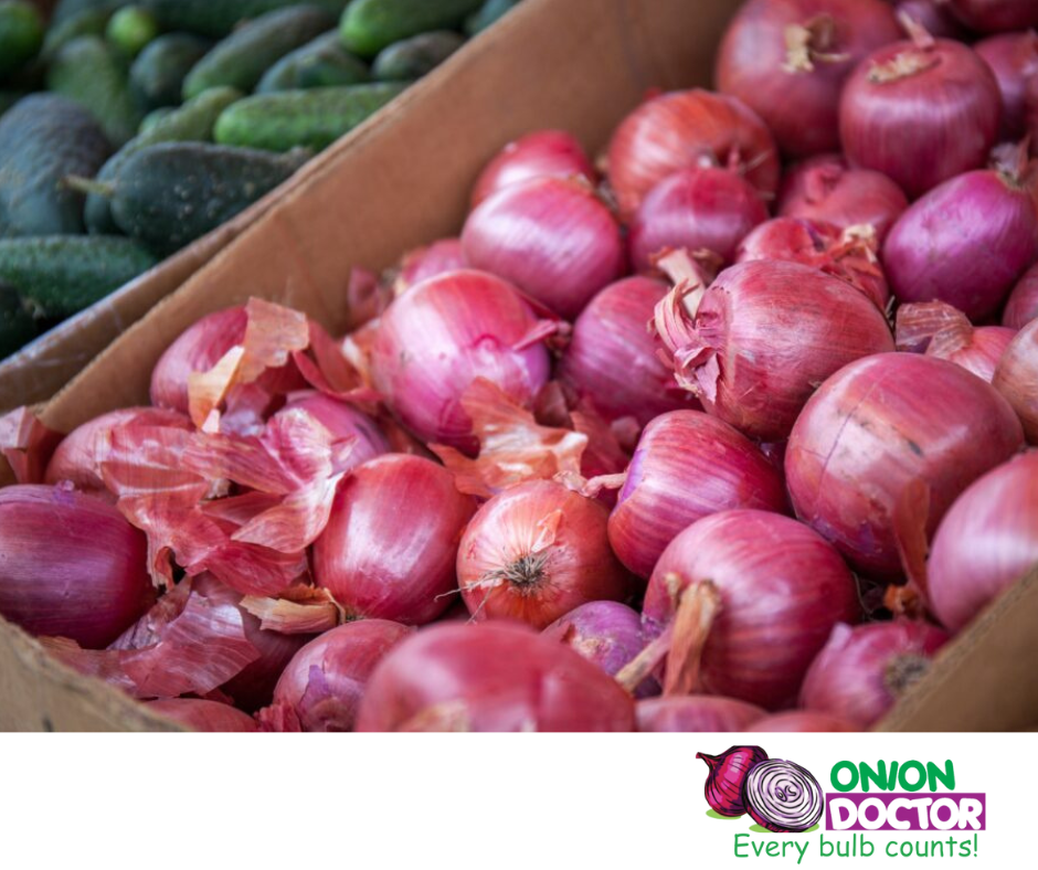 Unlocking Success in Onion Farming: A Comprehensive Guide for Kenyan Farmers with Onion Doctor