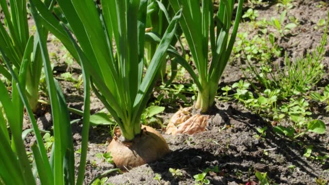 Unlocking Success in Onion Farming: A Comprehensive Guide