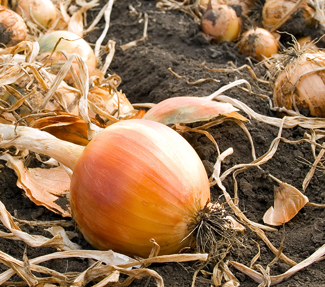 Unlocking Success in Onion Farming in Kenya with Onion Doctor