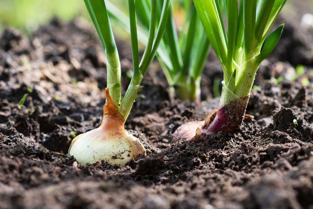 Onion Farming in Kenya: A Profitable Venture with Onion Doctor